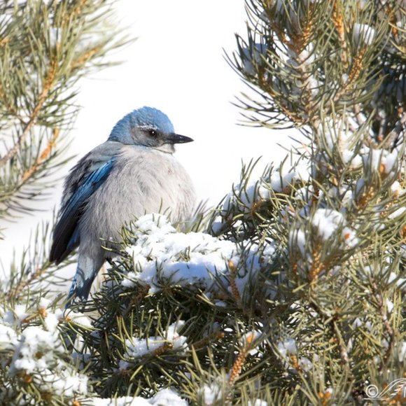 Bar III Colorful Boho Printed Racerback Tanktop Mixed Pattern Blouse Women’s XS - Picture 11 of 11